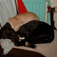 Blanding af racer Mini