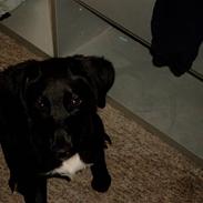 Blanding af racer Mini