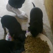 Dvaergpinscher Rapido 