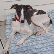 Whippet Thea