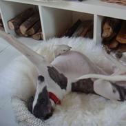 Whippet Thea