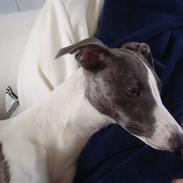 Whippet Thea