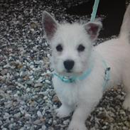 West highland white terrier Milo