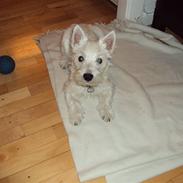 West highland white terrier Milo