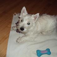 West highland white terrier Milo