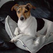 Dansk svensk gaardhund molly