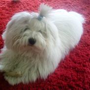 Coton de tulear Simba