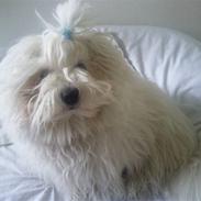 Coton de tulear Simba