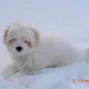 Coton de tulear Simba