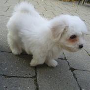 Coton de tulear Simba