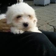Coton de tulear Simba