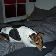 Dansk svensk gaardhund molly