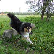 Collie langhåret Aengus