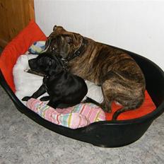 Amerikansk staffordshire terrier Moss