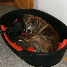 Amerikansk staffordshire terrier Moss