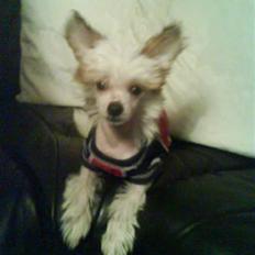 Chinese crested hårløs Malthe