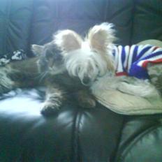 Chinese crested hårløs Malthe