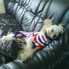 Chinese crested hårløs Malthe