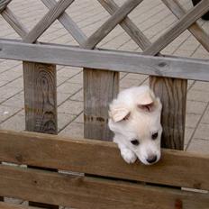 Dansk Spids Frida (Abby)