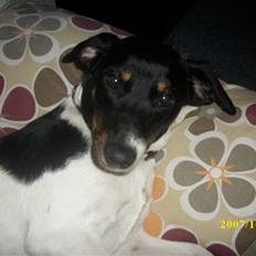 Dansk svensk gaardhund Ronja 