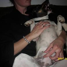 Dansk svensk gaardhund Ronja 