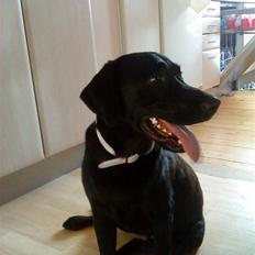 Blanding af racer Pepsi (solgt savner dig)