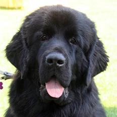 Newfoundlænder frida (Victorian gold)