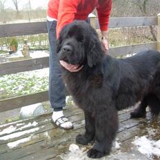 Newfoundlænder frida (Victorian gold)