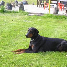 Dobermann Chico- R.I.P;(