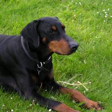 Dobermann Chico- R.I.P;(
