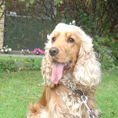 Cocker spaniel donna