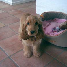 Cocker spaniel donna