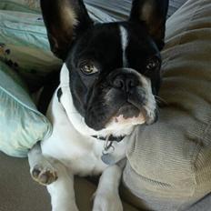 Fransk bulldog Albert