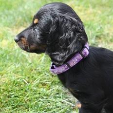 Dværggravhund Dixie RIP