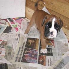 Boxer Mariehøjs Hans (Cato)