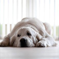 Golden retriever Brorson