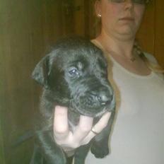 Grand danois Luna (ikke min mere)