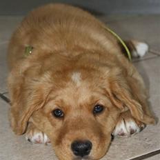 Nova scotia duck tolling retriever Bol Tol Viktor