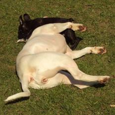 Fransk bulldog Møffe