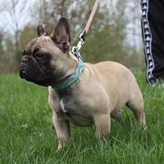 Fransk bulldog Hector