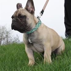 Fransk bulldog Hector