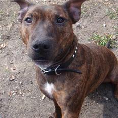 Blanding af racer Tilde