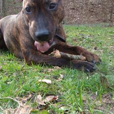 Blanding af racer Tilde