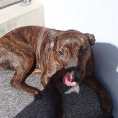 Blanding af racer Tilde