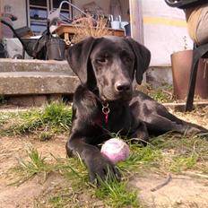 Labrador retriever FM1 Bella <3
