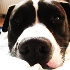 Amerikansk staffordshire terrier Kenzo