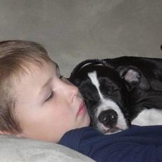 Amerikansk staffordshire terrier Kenzo