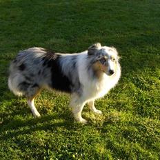 Shetland sheepdog ofelia