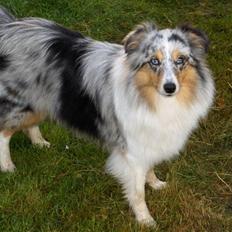 Shetland sheepdog ofelia