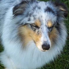 Shetland sheepdog ofelia